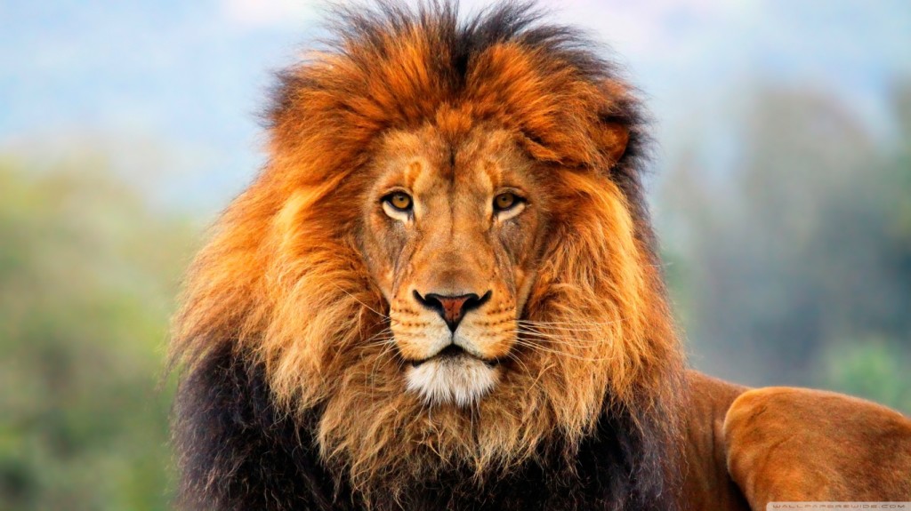 lion_5-wallpaper-1366x768